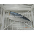 Frozen Scomber Japonicus Fish Pacific Mackerel Filet